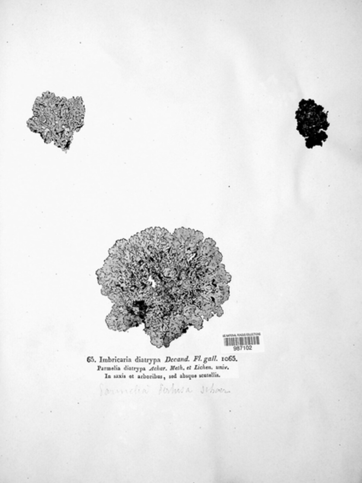 Imbricaria diatrypa image
